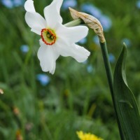 Pheasants Eye Dafodil